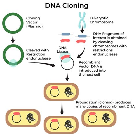 Dna Cloning Protocol