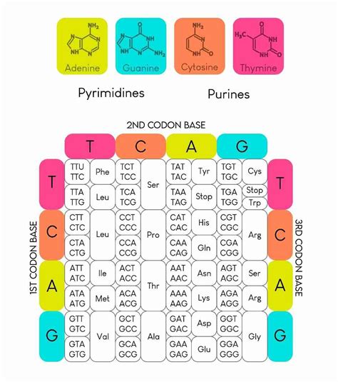 Dna Codon Chart
