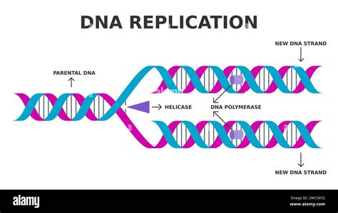 Dna Coils Tighter Before Replicating