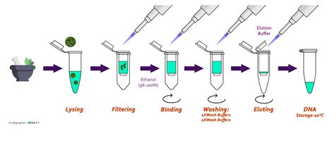 Dna Extraction Using Kit Method