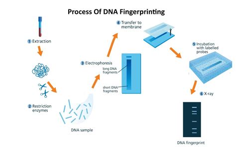 dna fingerprinting introduction for project