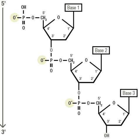 dna is negatively charged