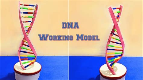 Dna Model Youtube