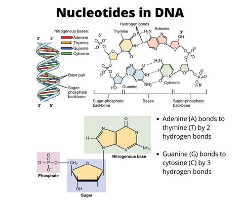 Dna Nucleotides Function