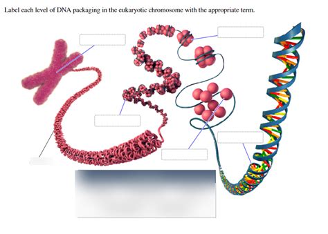 Dna Packaging Quizlet