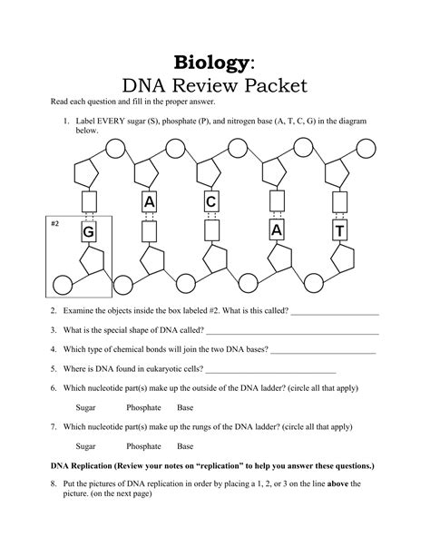 dna replication worksheet answer key quizlet