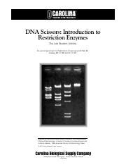 Dna Scissors Lab Answers