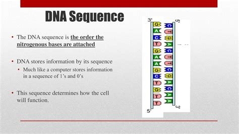 Dna Sequence Definition And Example