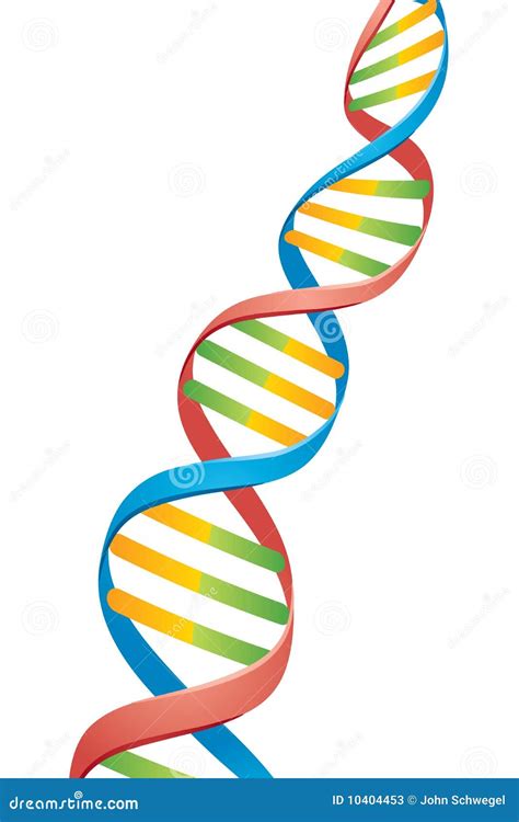 Dna Strand Double Helix