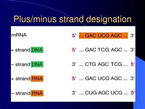 Dna Strand Plus Minus