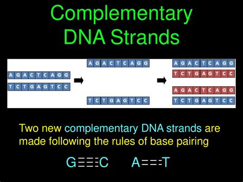 Dna Strand To Complementary