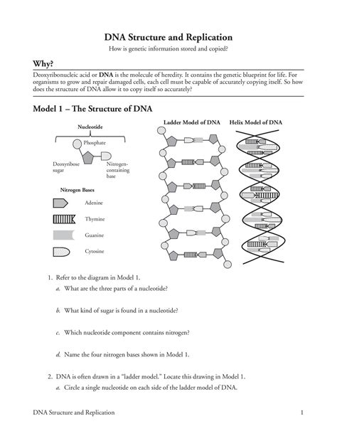 dna structure and replication worksheet answers