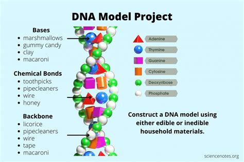 Dna Structure Model Project