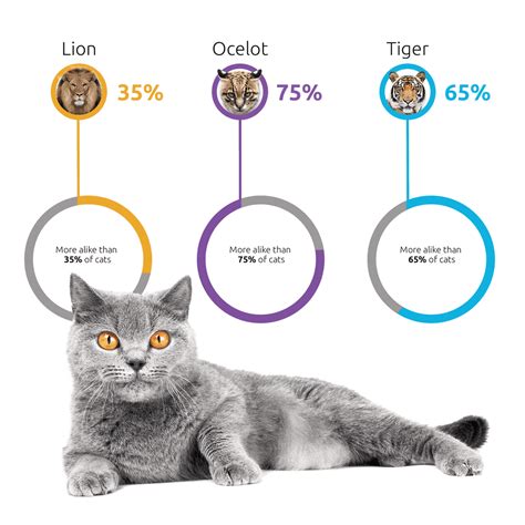 dna test for cats