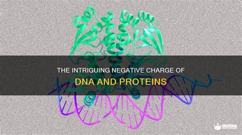 Unravel the Mysteries: How DNA's Negative Charge_shapes Our Understanding