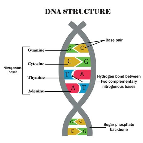 DNA Diagrams 101 Diagrams