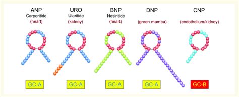 DNP vs CNP Nursing Careers