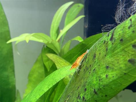 Amano and cherry shrimp white inside. Are they dying? UK Aquatic Plant Society
