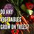 do any vegetables grow on trees