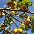 do apricot trees self pollinate