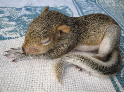 Do Baby Squirrels Sleep A Lot