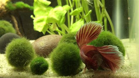 Java Moss For Betta Fish (Is It Good?) Betta Care Fish Guide