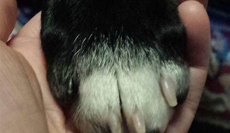 Do Black Dogs Have Black Nails How To Trim Your g’s Dark