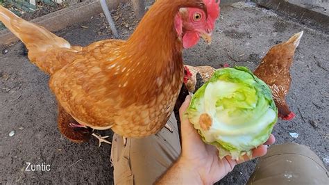 Farm Chicken Eating Lettuce Stock Image Image of farming, agriculture