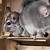 do chinchillas need to be in pairs