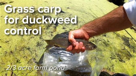 How to Control Duckweed With Grass Carp Garden Guides