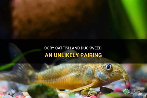 Do Cory Catfish Eat Algae? Things To Know Dreamer Fishing