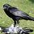 do crows eat other birds
