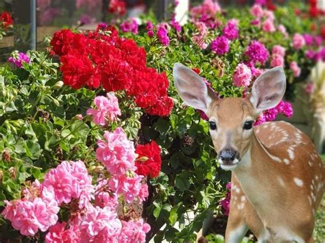 Do Deer Eat Geraniums? Geraniums, Cool plants, Scented geranium