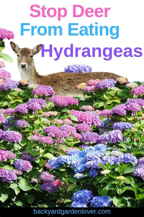Do Deer Eat Hydrangeas? Nan Pipestem Wildlife Rehabilitation Center