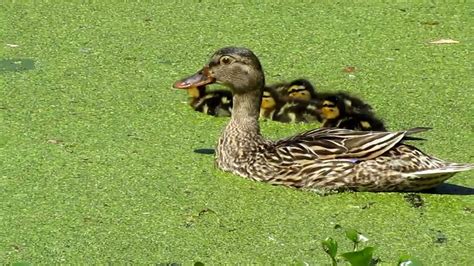 mother duck and babies feeding on duckweed YouTube