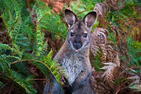 Wallaby portrait eating stock image. Image of joey, wallaby 128235669