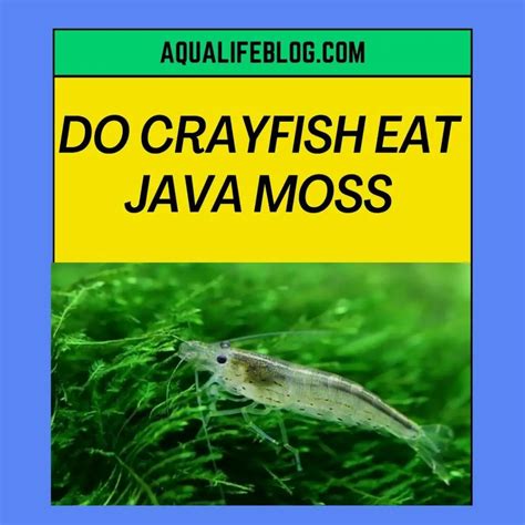 Java Moss & Betta Fish The Perfect Pairing Betta Source