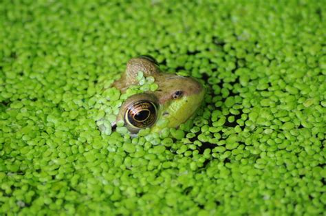 Common Frog in Duckweed I thought this might make you smil… Flickr