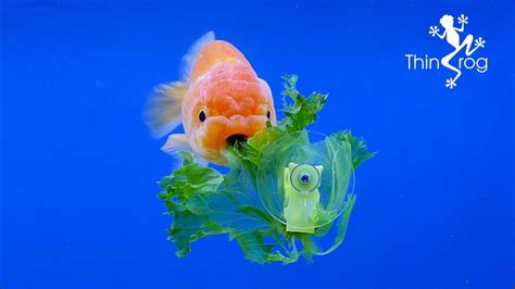 Goldfish eating lettuce YouTube