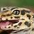 do leopard geckos have teeth