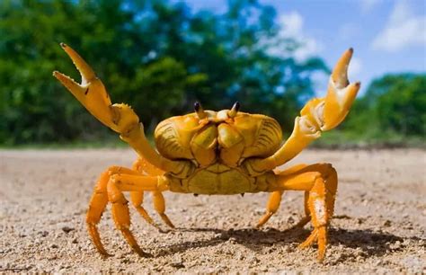 Study Suggests Hermit Crabs Evolved Long Penises to Defend Against