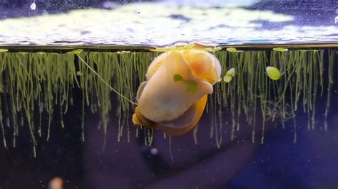 Images by Swanson Media Plants 10 of 83 Aquatic Snails and Duckweed