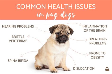 Do Pug Dogs Have Health Problems
