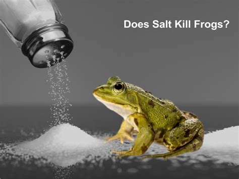 Pouring Salt on a Frog [Repel, Kill Fogs with Salt] PestWeek