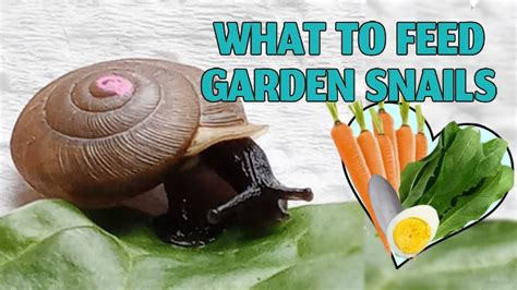 Snail Eating Lettuce MACRO YouTube