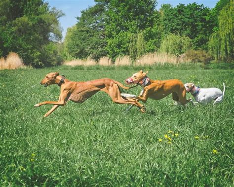 Do Whippets Need A Lot Of Exercise