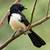 do willy wagtails mean death