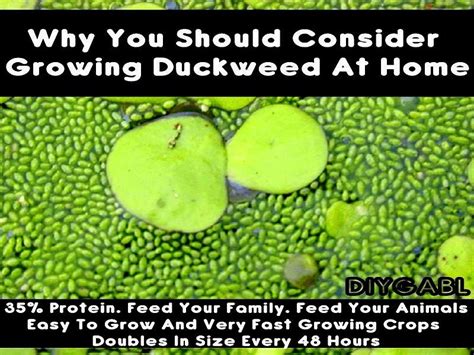 Grow It Eat It Duckweed