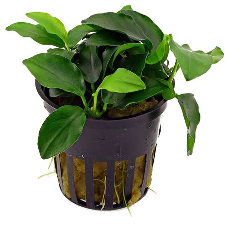 Anubias barteri caladiifolia Pot to Porton Garden Aquatic & Pets