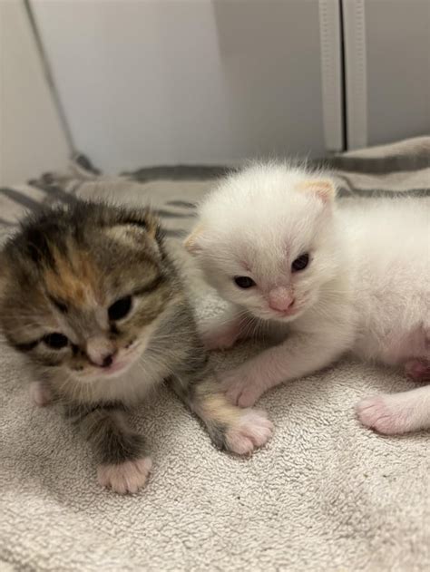 Do 2 Week Old Kittens Play